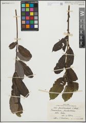 Foto von Salix pseudomedemii E. L. Wolf